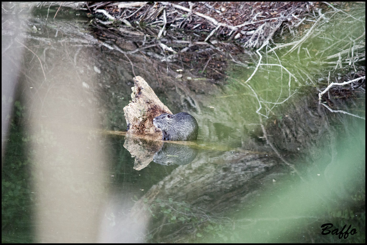 Nutria - Laghetti delle Noghere (TS)